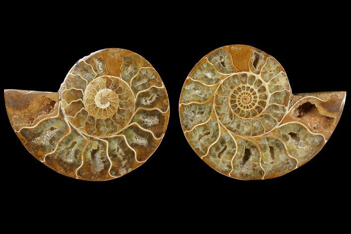 Cut & Polished, Agatized Ammonite Fossil (Pair)- Jurassic #110777